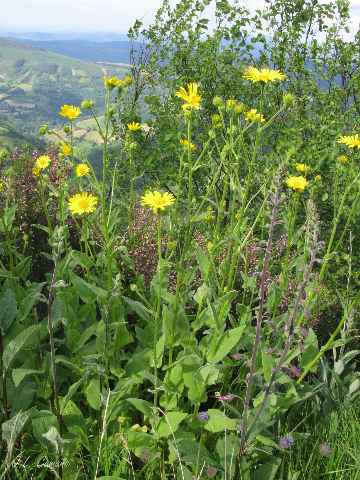Doronicum carpetanum