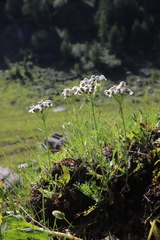 Achillea erba-rotta