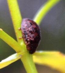 Trachymela tincticollis