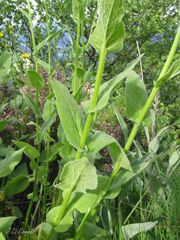 Doronicum carpetanum, photograph author not stated, no rights reserved