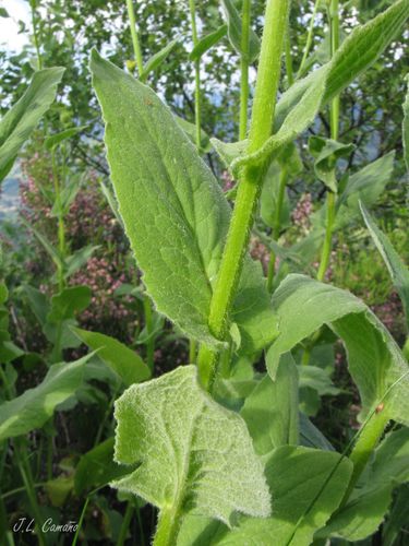 Doronicum carpetanum, photograph 4