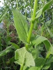 Doronicum carpetanum, photograph author not stated, no rights reserved