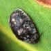 Eucalyptus-defoliating Leaf Beetle - Photo (c) Tony Rebelo, some rights reserved (CC BY-SA), uploaded by Tony Rebelo