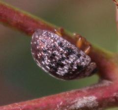 Trachymela tincticollis