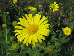 Doronicum carpetanum, photograph author not stated, no rights reserved