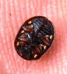 Trachymela tincticollis