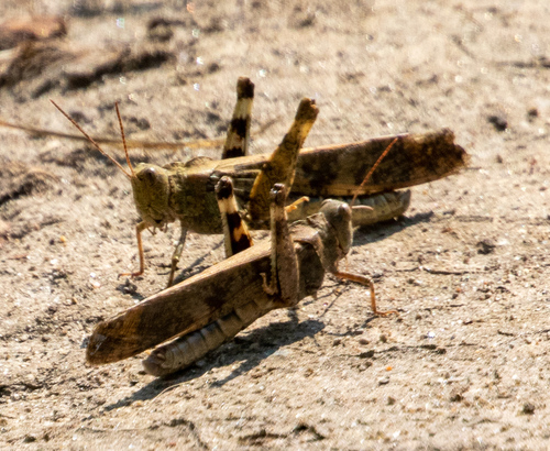 Carolina grasshopper
