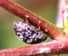 Trachymela tincticollis