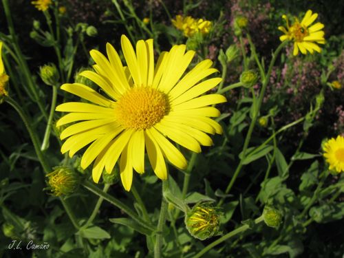 Doronicum carpetanum, photograph 6