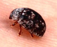 Trachymela tincticollis