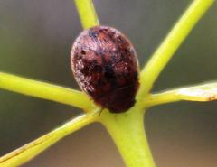 Trachymela tincticollis