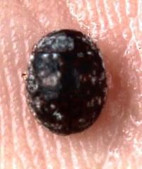 Trachymela tincticollis