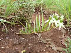 Asclepias eminens