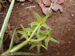 Asclepias eminens