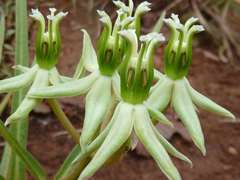 Asclepias eminens