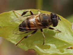 Eristalinus