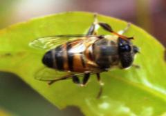 Eristalinus