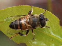 Eristalinus