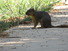 Sciurus niger