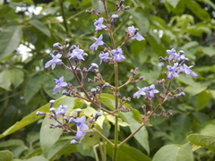 Vitex gaumeri