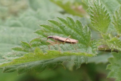 Nabis rugosus