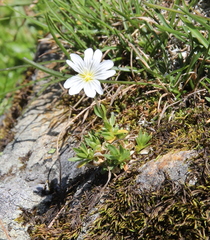 Cerastium uniflorum
