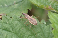 Nabis rugosus