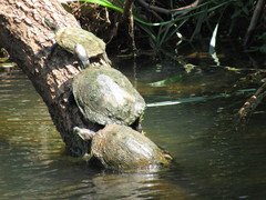 Trachemys scripta