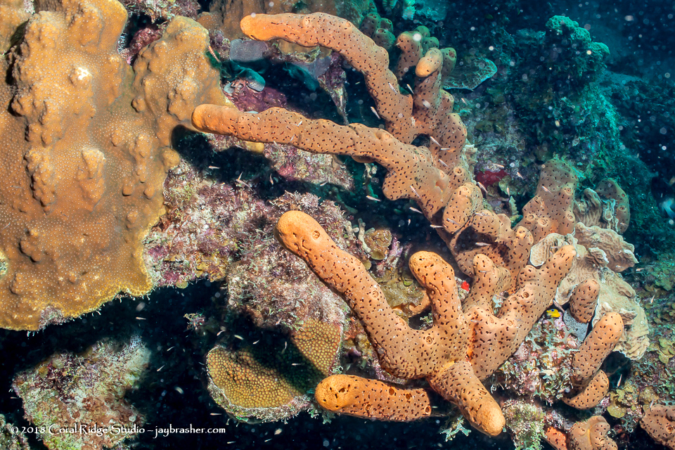 Brown Tube Sponge