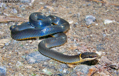 Diadophis punctatus stictogenys