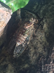 Cicada mordoganensis