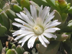 Leipoldtia alborosea