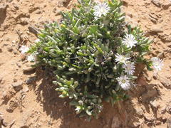 Leipoldtia alborosea
