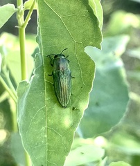 Agaeocera scintillans