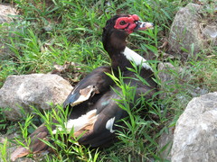 Cairina moschata domestica