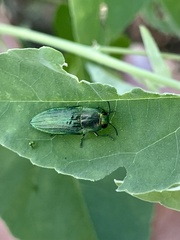 Agaeocera scintillans