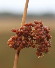 Juncus acutus leopoldii