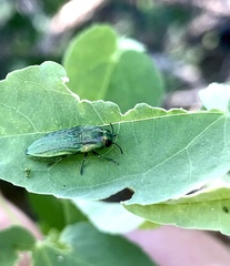 Agaeocera scintillans