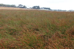 Juncus acutus leopoldii