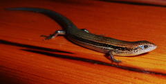 Panaspis wahlbergii