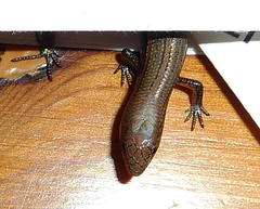 Panaspis wahlbergii
