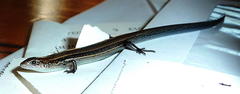 Panaspis wahlbergii