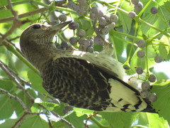 Melanerpes erythrocephalus