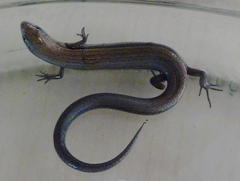 Panaspis wahlbergii