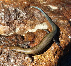 Panaspis wahlbergii