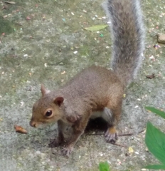 Cuterebra emasculator