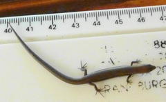 Panaspis wahlbergii