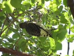 Melanerpes erythrocephalus