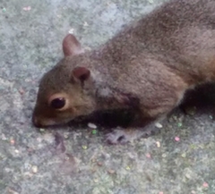 Cuterebra emasculator