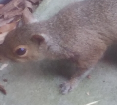 Cuterebra emasculator